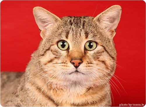 Египетская мау