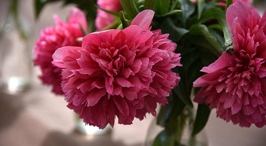 Розовые пионы: 10 самых красивых сортов розовых пионов раннего срока цветения дача,сад и огород,цветоводство