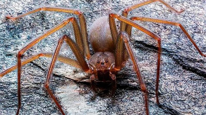 В Мексике обнаружен новый паук-отшельник