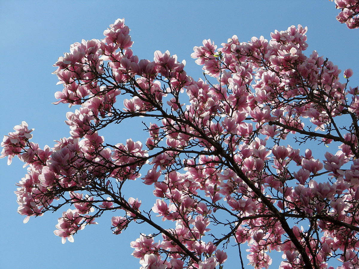 Розовые деревья в краснодаре. Цветущее дерево. Деревья которые цветут в мае. Дерево цветет розовым в мае. Розовое дерево.