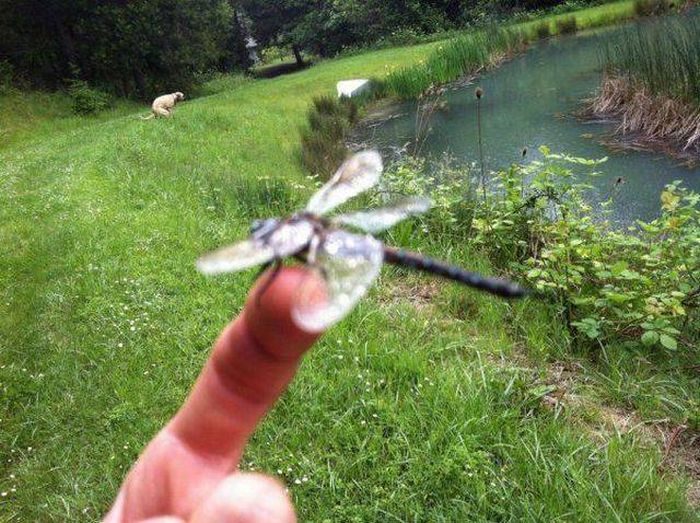 Подборка картинок. Вечерний выпуск (56 фото)