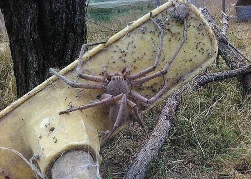 Фотография гигантского австралийского паука стала вирусной (2 фото)