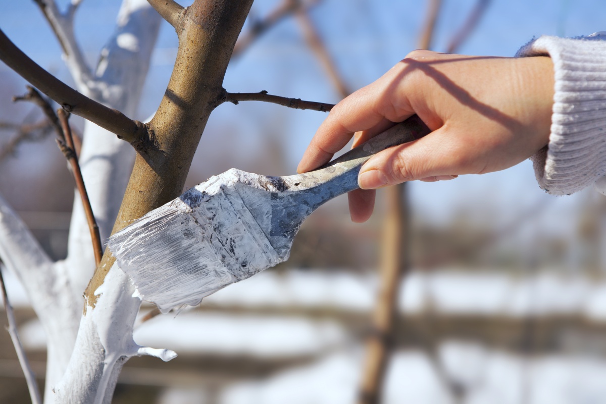 как сохранить плодовые деревья зимой