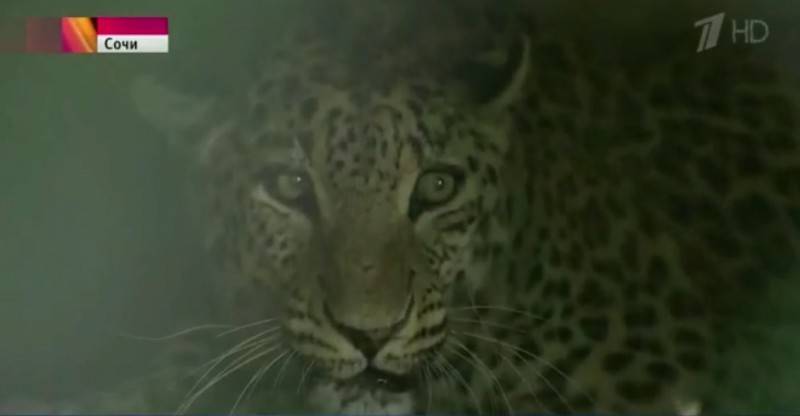 Сразу шесть переднеазиатских леопардов в питомнике Сочи готовятся к выпуску в дикую природу