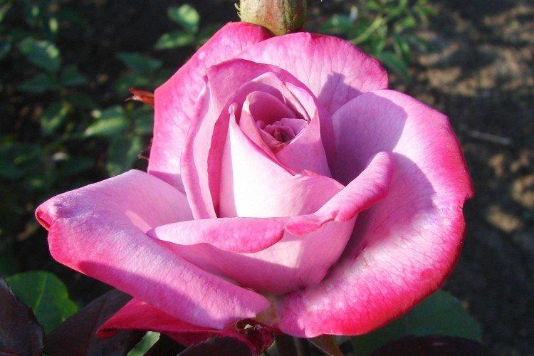 Чайно-гибридные розы: виды, уход и посадка в открытом грунте дача,сад и огород,цветоводство
