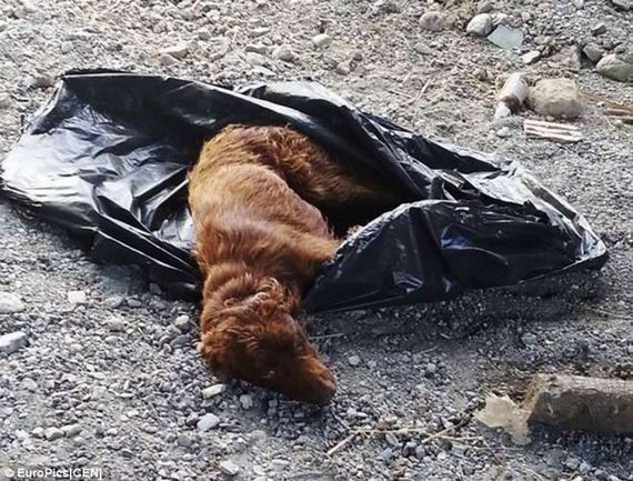 dog-in-garbage-bag-5