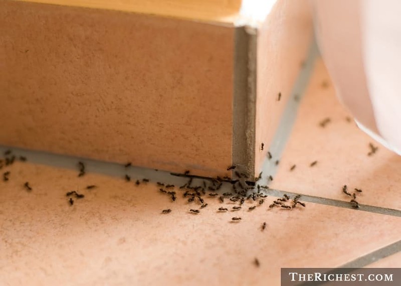 15 насекомых, которые живут у вас дома