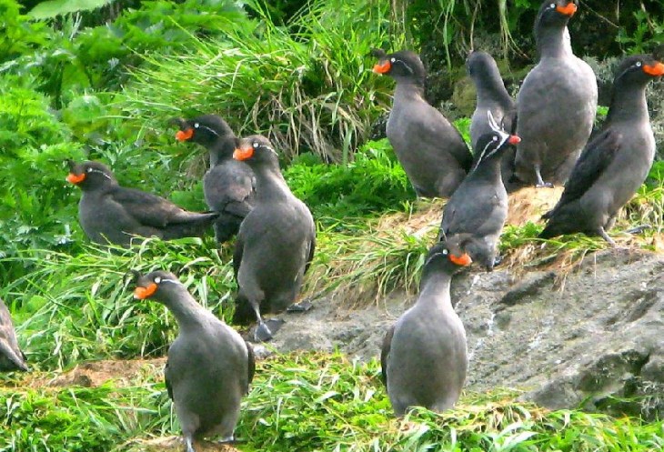 Курильские острова: романтика для истинных путешественников Курильские острова: романтика для истинных путешественников авиатур