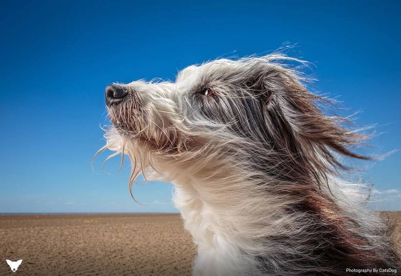 Фотограф из США делает потрясающие портреты собак по всему миру Фотограф из США делает потрясающие портреты собак по всему миру животные,Путешествия,фото