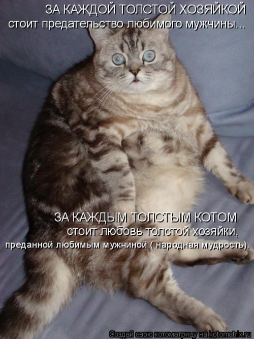Свежая котоматрица для всех (31 шт)