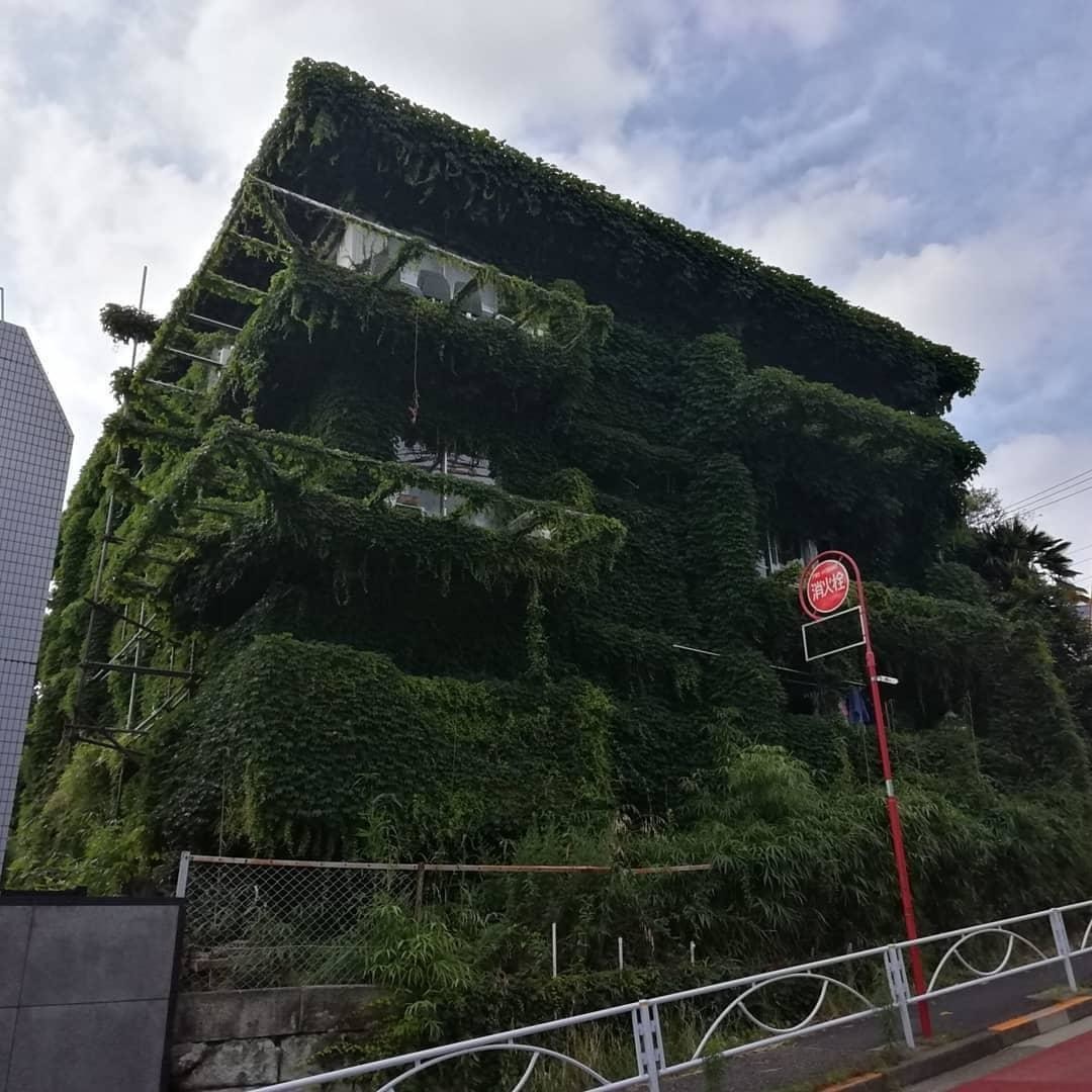 Вот так засосало... О домах, поглощённых плющом 