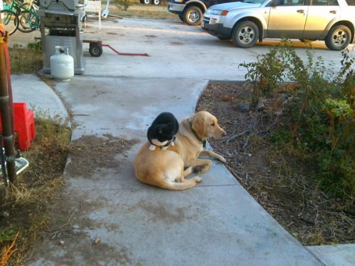 Not My Dog, Not My Cat, But They Come To My House And Sit Like This Every Day...