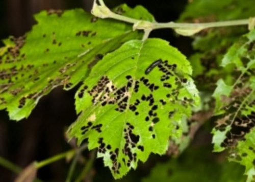 ТОП-10: Самые странные и восхитительные союзы между животными и растениями животные,насекомые,природа,растения