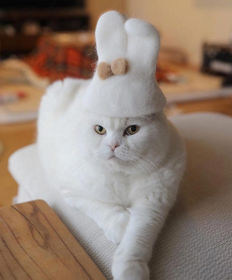Смешные котики в шляпах