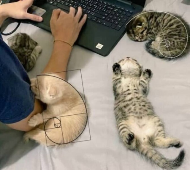 Очарование животных: моменты, которые заставляют улыбаться  