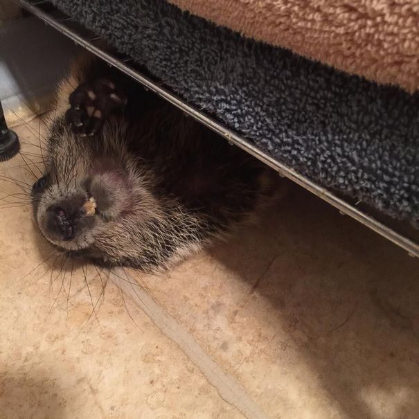 rescued-blind-woodchuck-coco-7