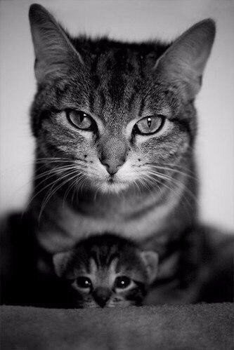 Подборка милых картинок и красивых фотографий из сети красивые фотографии,прикольные картинки,шикарные фотографии