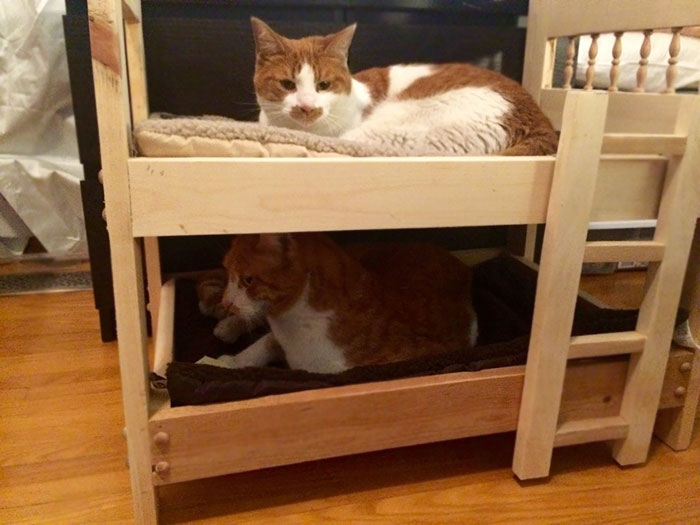 Без кота и жизнь не та