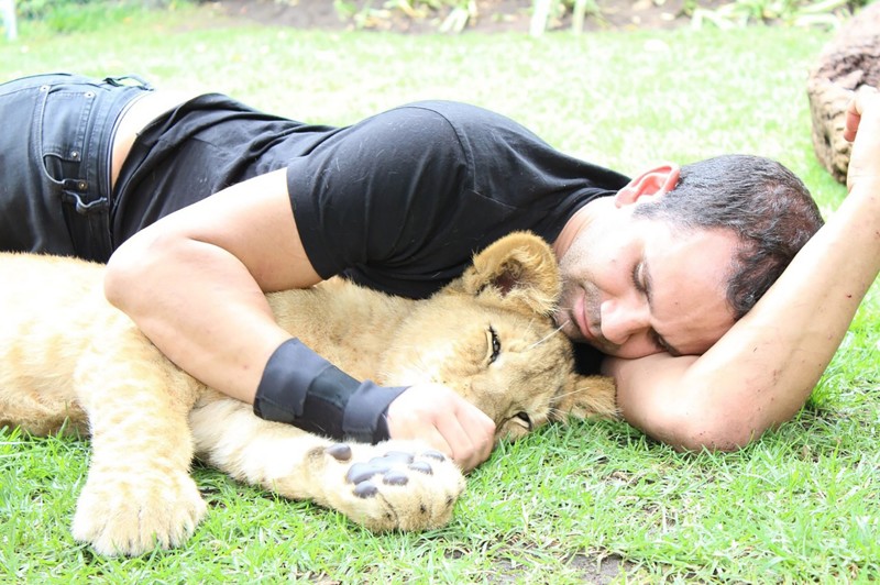 Невероятно: тигр спас человека от леопарда! животные, зоопарк, опасность, чудесное спасение