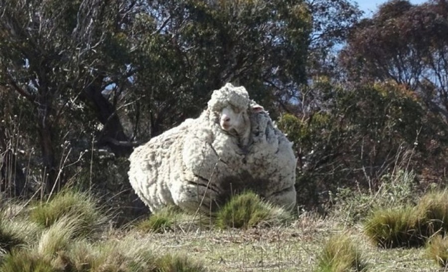 Что сделает природа с овцой-мериносом за 5 лет бродяжничества Что сделает природа с овцой-мериносом за 5 лет бродяжничества животные,природа