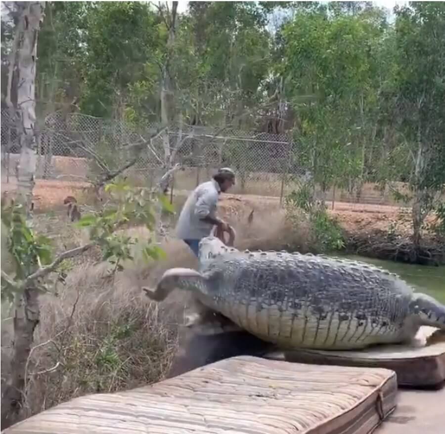Страсти из Австралии: огромный крокодил поедал коров Австралия,природа,происшествия