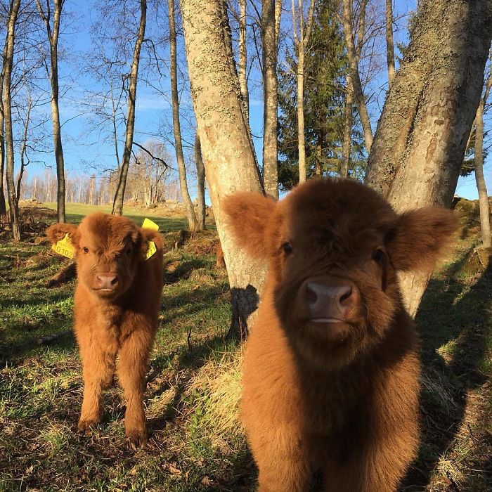 Cute-Baby-Highland-Cattle-Calves