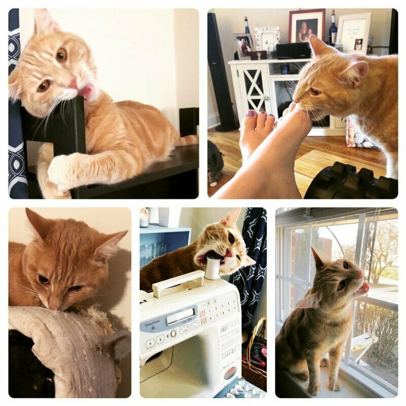 Забавные фото животных, которым ну очень хочется укусить 