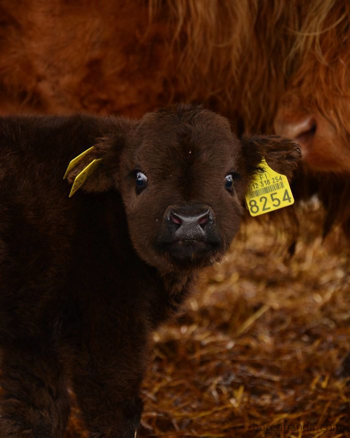 Cute-Baby-Highland-Cattle-Calves