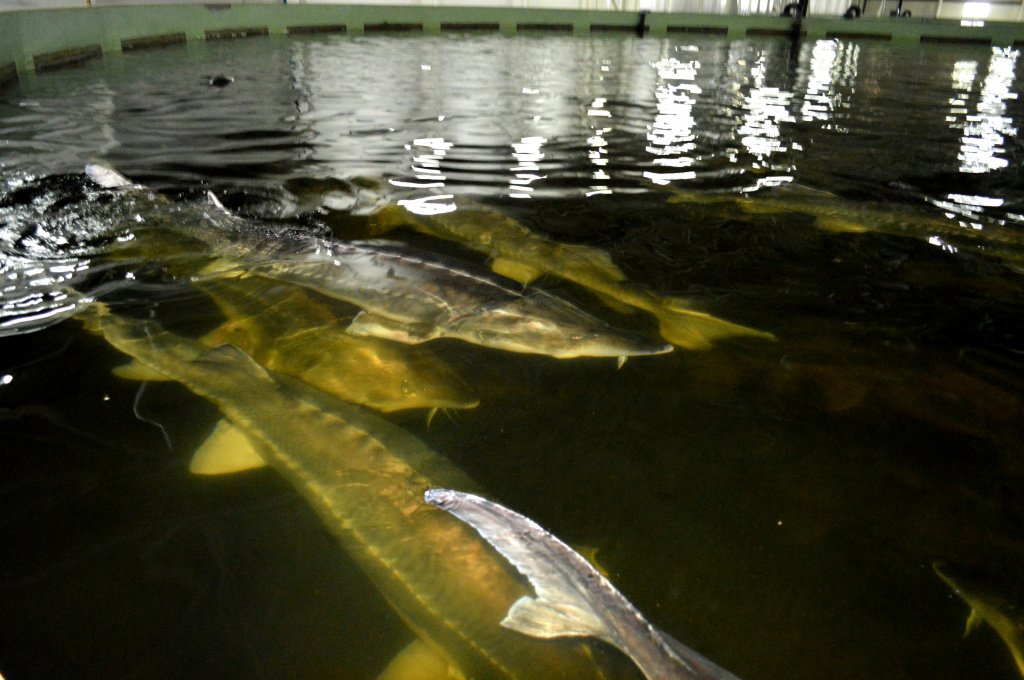 Винные SPA, фестиваль под землёй и лоукостеры: 7 неочевидных причин любить Молдову Винные SPA, фестиваль под землёй и лоукостеры: 7 неочевидных причин любить Молдову заграница,путешествие,страны,туризм