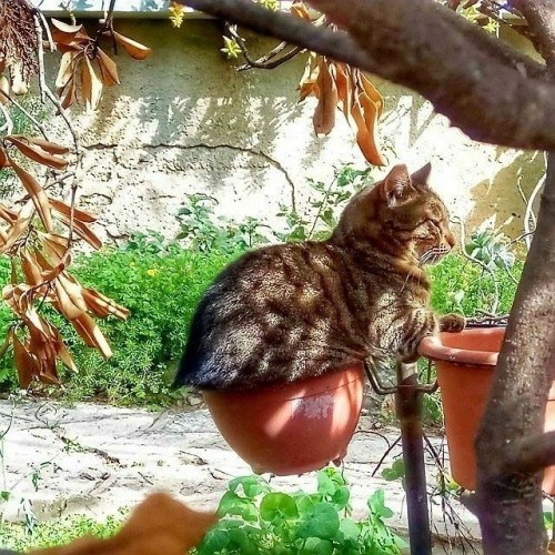 Коты в саду и на даче. 20 смешных, удивительных и просто няшных фото Коты в саду и на даче. 20 смешных, удивительных и просто няшных фото кошки, Только, кошка, хозяйка, цветы, вместо, мышей, этого, совершенно, котов, показать, вредителями, кошек, просто, чудеса13А, знаете, почему, некоторые, стремятся, залезть