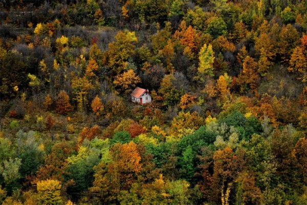 Этим домам повезло затеряться в лесу (20 фото)