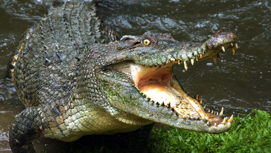 Крокодил обезглавил 15-летнего подростка во время рыбалки