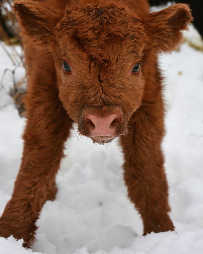 Cute-Baby-Highland-Cattle-Calves