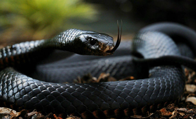 Почему у змей раздвоенный язык животные,земноводные,змеи,обоняние,Пространство,рептилии,язык
