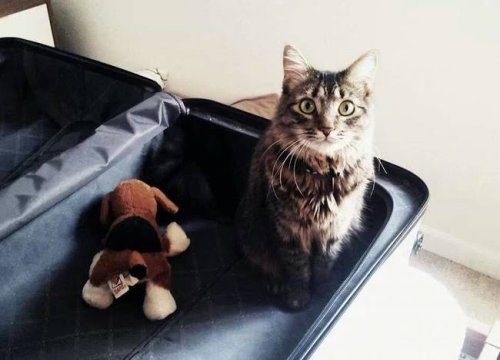 Домашние любимцы, которые тоже хотят в отпуск