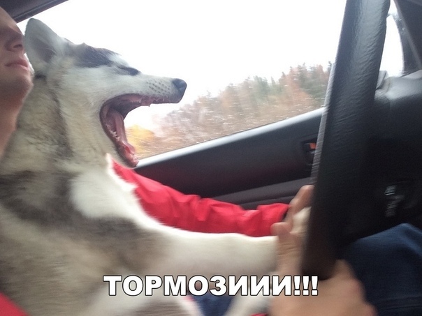 Прикольные и жизненные надписи к фотографиям Прикольные и жизненные надписи к фотографиям