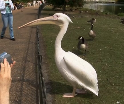 10 самых ненормальных животных животные,интересное