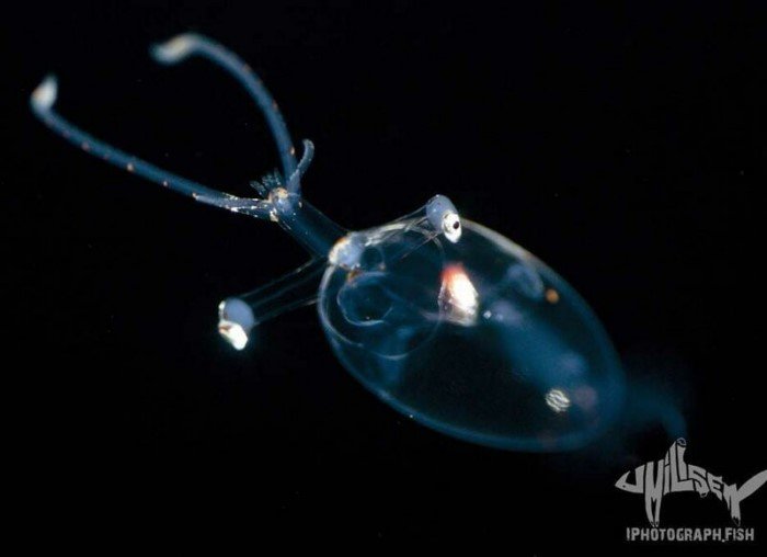 Чем меньше существо, тем оно причудливее: Фотограф показал, как выглядят необычные обитатели морских глубин
