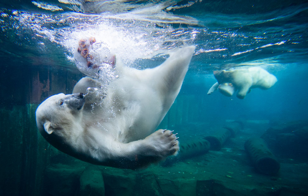 Germany Zoo