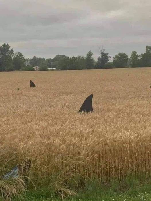 Смехотерапия 