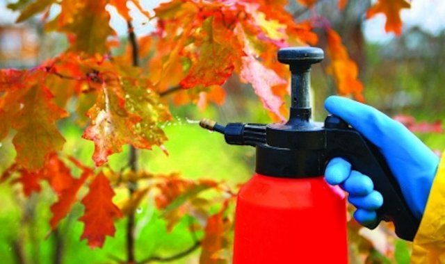 Бордоская жидкость – как правильно приготовить и применять Бордоская жидкость – как правильно приготовить и применять