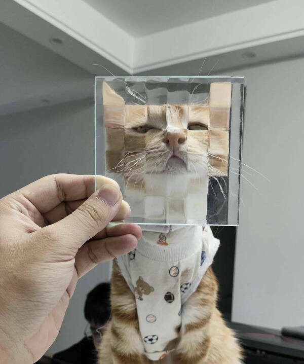 Прикольные картинки и мемы с котофеями : «Человек, я дома!»  