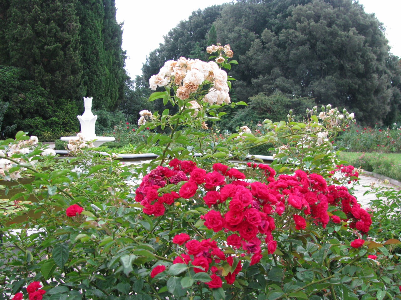 Ботанический сад в Ялте розы