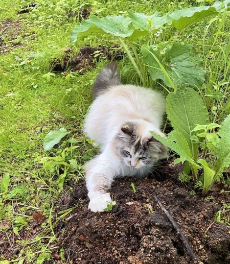 Коты в саду и на даче. 20 смешных, удивительных и просто няшных фото Коты в саду и на даче. 20 смешных, удивительных и просто няшных фото кошки, Только, кошка, хозяйка, цветы, вместо, мышей, этого, совершенно, котов, показать, вредителями, кошек, просто, чудеса13А, знаете, почему, некоторые, стремятся, залезть
