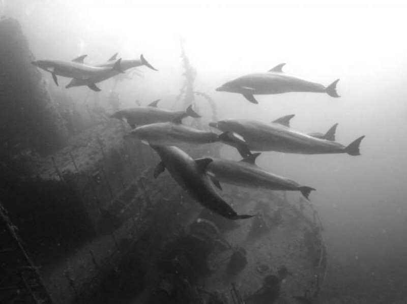 Например, дельфинов Затонувшие самолеты, затонувшие, на дне океана, океан