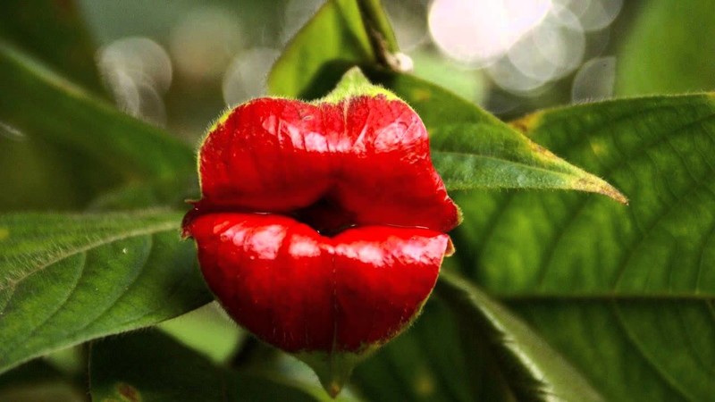 Психортия (Psychotria elata) красота, особенные, природа, растения, флора, цветы
