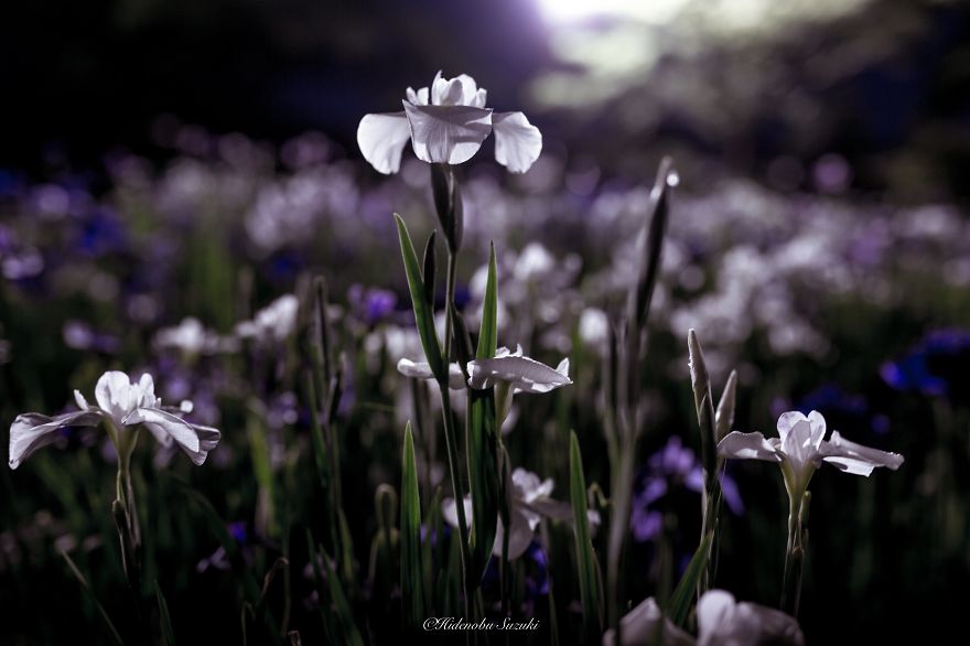 фото Японии в сезон дождей похожи на картины