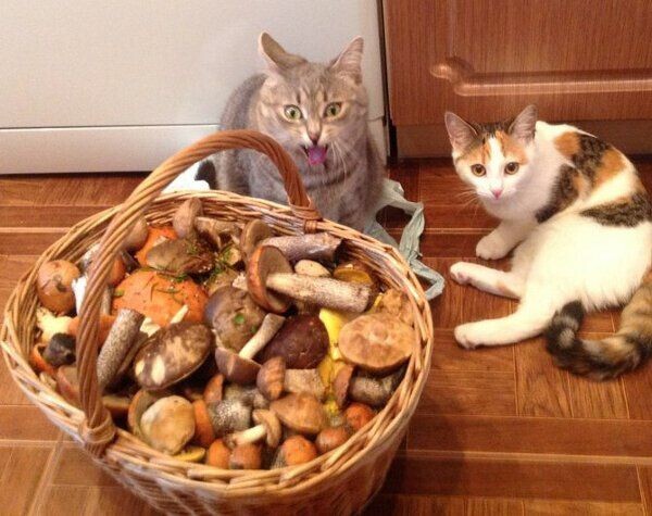 Коты в саду и на даче. 20 смешных, удивительных и просто няшных фото Коты в саду и на даче. 20 смешных, удивительных и просто няшных фото кошки, Только, кошка, хозяйка, цветы, вместо, мышей, этого, совершенно, котов, показать, вредителями, кошек, просто, чудеса13А, знаете, почему, некоторые, стремятся, залезть