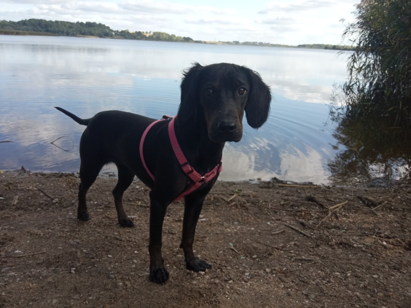 собака на прогулке