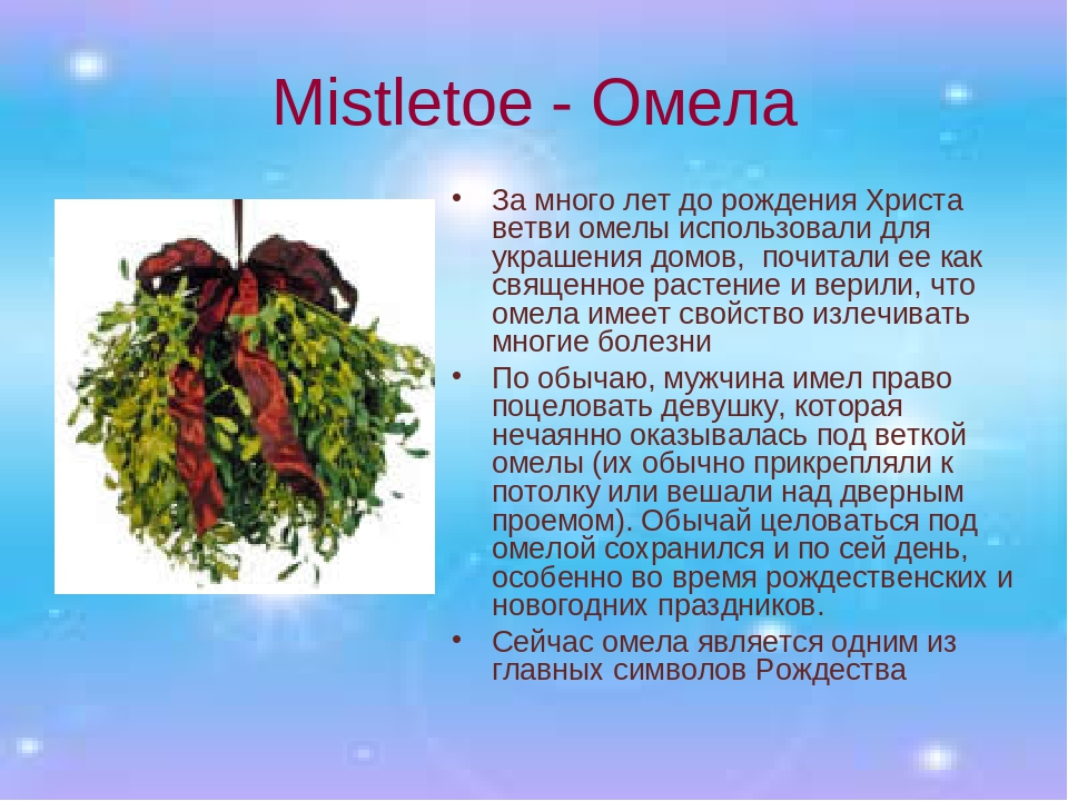 Омела рождественская традиция. Омела традиция на Рождество. Растение символ Рождества в Великобритании. Омела Новогодняя традиция. Растения символы Рождества в Британии.